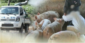 돼지열병 발생·방역대농장 돼지 14만 5천여 마리 살처분