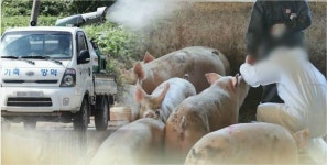 특단의 방역조치…경기 연천 돼지도 모두 없앤다