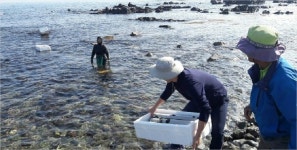 경주시, 전복 치패 9만 8천마리 동해 방류