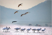 [포토] 철새들의 하모니