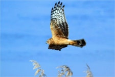 겨울철새 쉼터 창원 주남저수지 천연기념물 천국