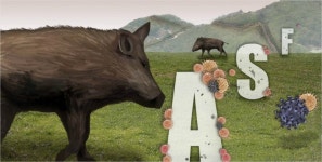 강원 화천군 첫 야생멧돼지 ASF 양성 확진