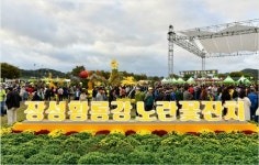 전남 장성 황룡강 노란꽃잔치, 10명 중 9명 외지 방문객