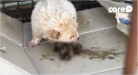 동족 사체 뜯어먹기…학대 강아지들 구출