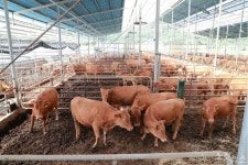 경북한우, 명품화·차별화한다