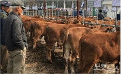 전남도, 가축시장 열화상 카메라 지원