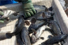 코로나에 판로 막힌 양식장에 우럭 한 가득…어민들 이런 일 처음 울상