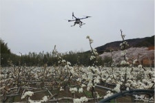 하동서 딸기 이어 배도 전국 첫 드론 인공수정