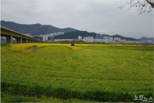올해는 오지 마세요 부산 대저생태공원 유채꽃밭 파쇄