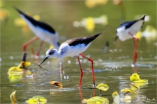 [포토]창원 주남저수지서 희귀 장다리물떼새 포착