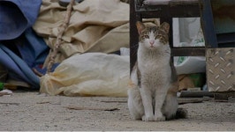 길 위의 삶, 길고양이와 인간의 공존 고양이 집사