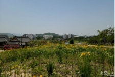 경북도청신도시 전통 한옥주택 퇴조