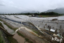 폭우로 내려 앉은 비닐하우스
