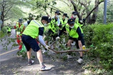 벚꽃나무 뽑힌 안민고개 복구에 해군 장병 구슬땀