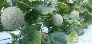 천안 수신면 가을멜론 레드퀸 출하 앞둬