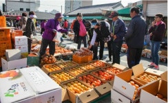 구례군, 오는 28일부터 구례 감 직거래 장터 운영