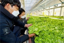 태안군, 아쿠아포닉스 농법으로 재배한 친환경 채소 인기