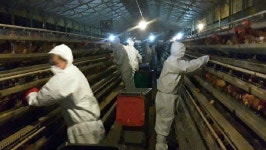 경북 상주 가금농장서 고병원성 AI 발생…확산 방지 총력