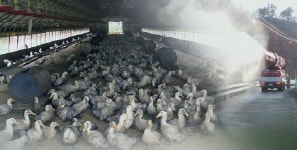 전남 나주 오리농장서 고병원성 AI 의심 가축 발견