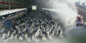 전남 나주 오리농장 고병원성 AI 확진…가금농장 6번째