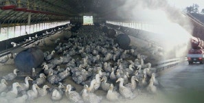 전남 장성 종오리 농장서 고병원성 AI 의심 신고