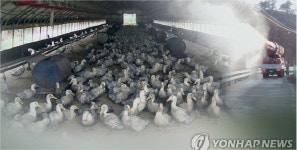 전북 정읍 오리농장서 고병원성 AI 확진…가금농장 10번째