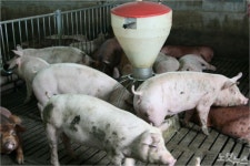 악취배출 제주 축산시설 30곳 신고대상 지정