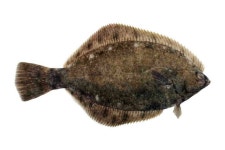 도다리쑥국으로 인기…문치가자미 산란장 조성한다