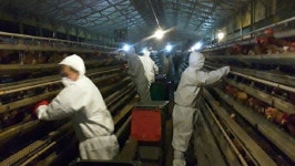 경기 화성 산란계 농장서 고병원성 AI 의심 신고