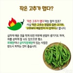 [카드뉴스] 영양과 면역력, 풋고추가 찐이야!