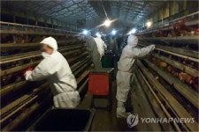 경기 화성 산란계 농장서 AI 항원 검출
