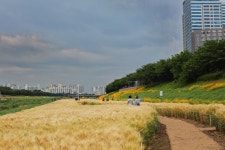 영등포, 구로, 금천, 양천구 공동 연대로 안양천 명소화