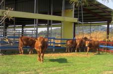 전남도, 깨끗한 축산농장 1천호 지정 추진