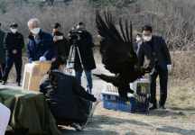 충남야생동물구조센터, 독극물 중독 야생독수리 회복 뒤 방사