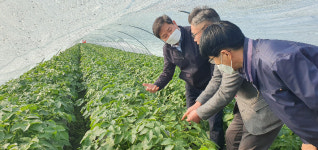 전북농협 한파피해 김제 광활 감자농가 점검