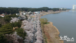 [포토]강릉 경포호 만개한 벚꽃에 몰려드는 상춘객