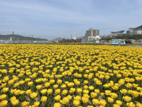 튤립 5만 송이로 물든 통영 트라이애슬론 광장