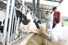 동물복지를 아시나요 제주 젖소농장 3곳 정부 인증