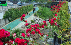 관악구 별빛내린천, 생태경관 개선후 힐링 명소로 우뚝