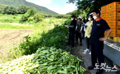 화천 애호박 소비, 전국 소비자들이 힘 모았다