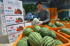 전북 장수군, 신소득 작물 애플수박 인기