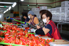 남원시, 파프리카 베트남 첫 수출