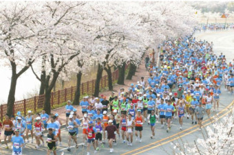 경주시 '벚꽃마라톤 폐지' 1주 만에 철회··미숙 행정에 '시민 분통'