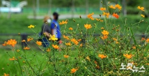 코스모스길 산책