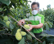 태안서 천연 항암 물질 함유 포포나무 열매 수확 한창