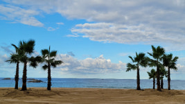 강릉 경포해변에 등장한 야자수…이색 풍경에 눈길