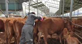 전남도, 10월부터 하반기 구제역 백신 일제 접종