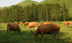 충북농협, 저능력 경산우 비육지원 사업 추진