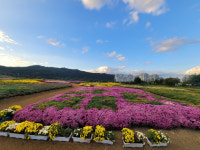충남도, 내포신도시에 道상징화 국화 단지 조성