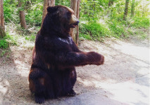 곰 두 마리 탈출 신고…농장주는 불법도축 숨기려 했다